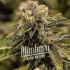 Stoned Panda growing into a dense, tall structure, covered in frosty resin.
