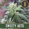Growing Sweety Auto strain with abundant green buds.