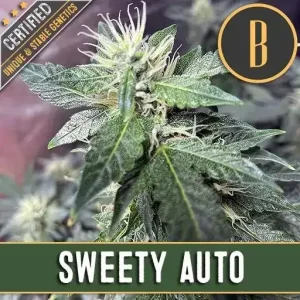 Growing Sweety Auto strain with abundant green buds.