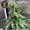 Sweety Auto strain with rich purple hues and sparkling buds.