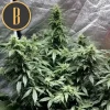 Sweety Auto strain flower highlighted with resinous trichomes.