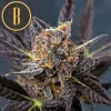 Tangie Auto strain in early flowering with curly orange hairs.
