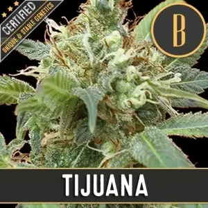 Close-up of Tijuana strain bud, covered in trichomes and lush green leaves.