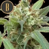 Tijuana strain labeled image, showing frosty buds under detailed lighting.