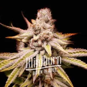 Wifi OG strain, classic green buds covered with trichomes, hints of orange pistils, and a sharp terpene profile.