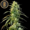 Towering Wombat plant featuring stacked buds and intense trichome production