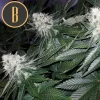 Wombat strain in full bloom, highlighting its vibrant pistils and dense trichome coverage.