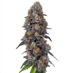 Tall, dense bud of Bubble Gum Sherb with dark purple and orange pistils, covered in thick, frosty trichomes