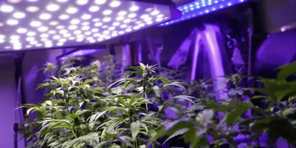 Cheap grow lights for weed using purple LED spectrum over indoor cannabis plants