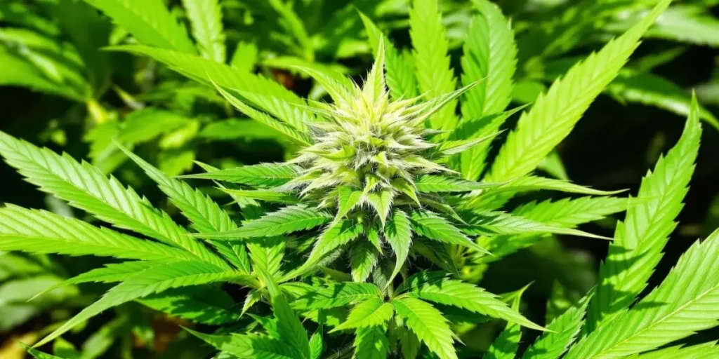 Cannabis flowering bud with vibrant green leaves indicating proper nutrient uptake from chelated iron