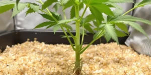 Cannabis growth comparison between coco coir and soil medium