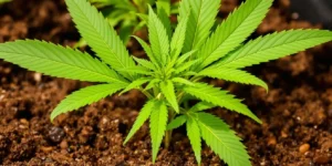 Coffee Grounds for Cannabis: Boost Your Growth Naturally