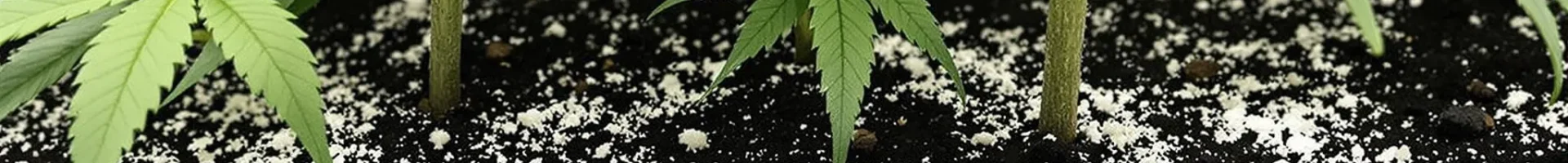 Cannabis plants with diatomaceous earth for cannabis dusted on the soil surface to control pests and enhance soil health.