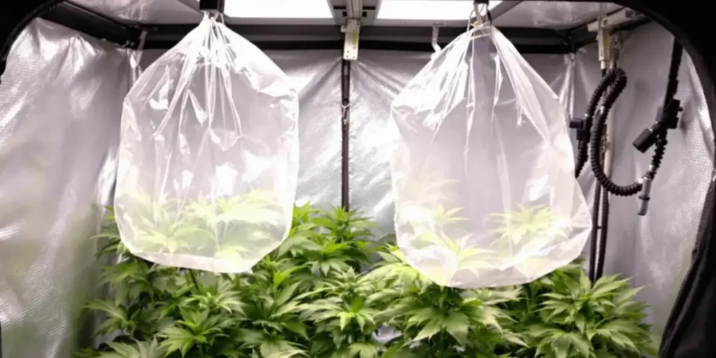 Grow tent setup with protective bags over cannabis plants for pest control and humidity management