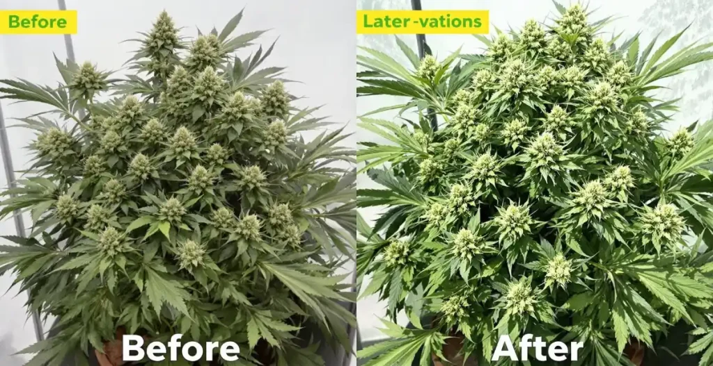 Side-by-side of an autoflower plant before and after defoliating autoflowers late flower, showing enhanced light penetration and bud quality.