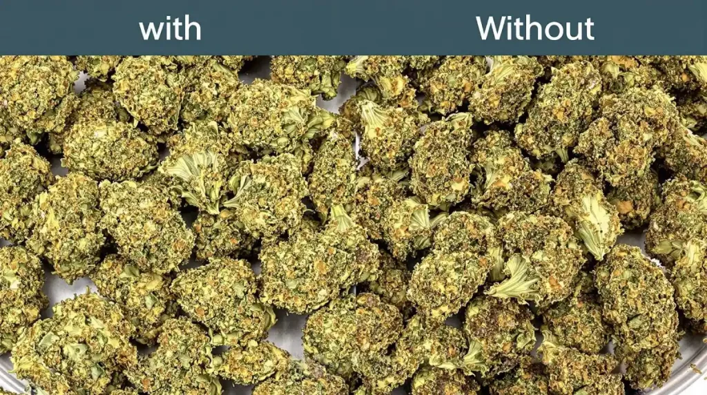 Comparison of cannabis buds dried with and without a dehumidifier, showing vibrant buds versus overly dry ones.