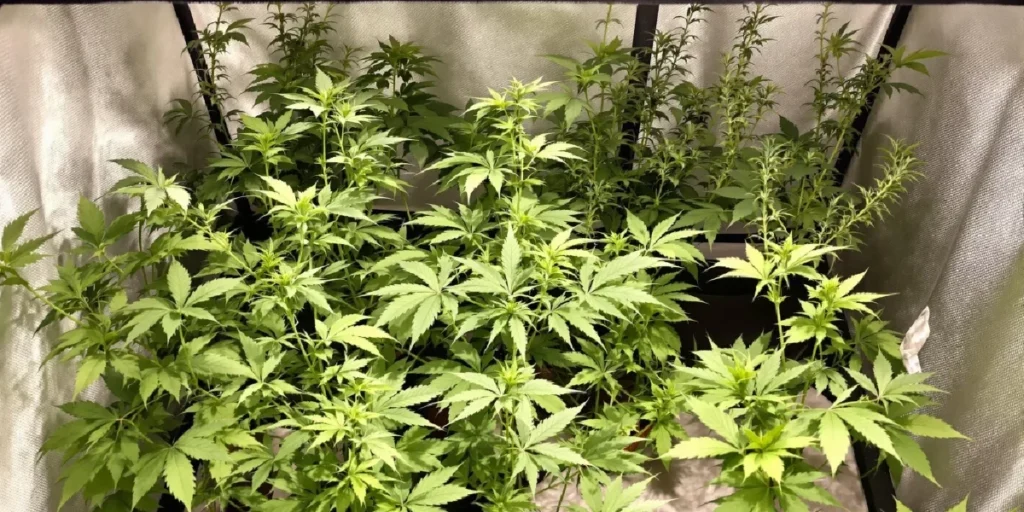 Indoor cannabis grow tent with mixed companion plants