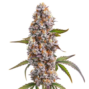 Frosty Reeze McFlurry bud with purple and orange hues, surrounded by bright green leaves and dense trichome coating