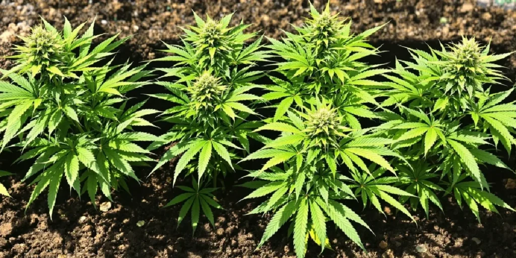 Cannabis plant in early flowering stage grown in enriched organic soil