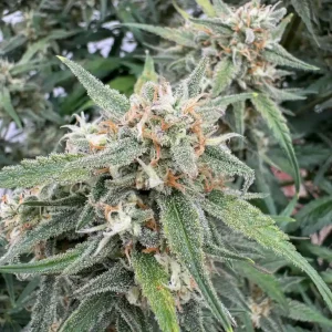Amnesia Zkittlez Auto Strain Grow Info