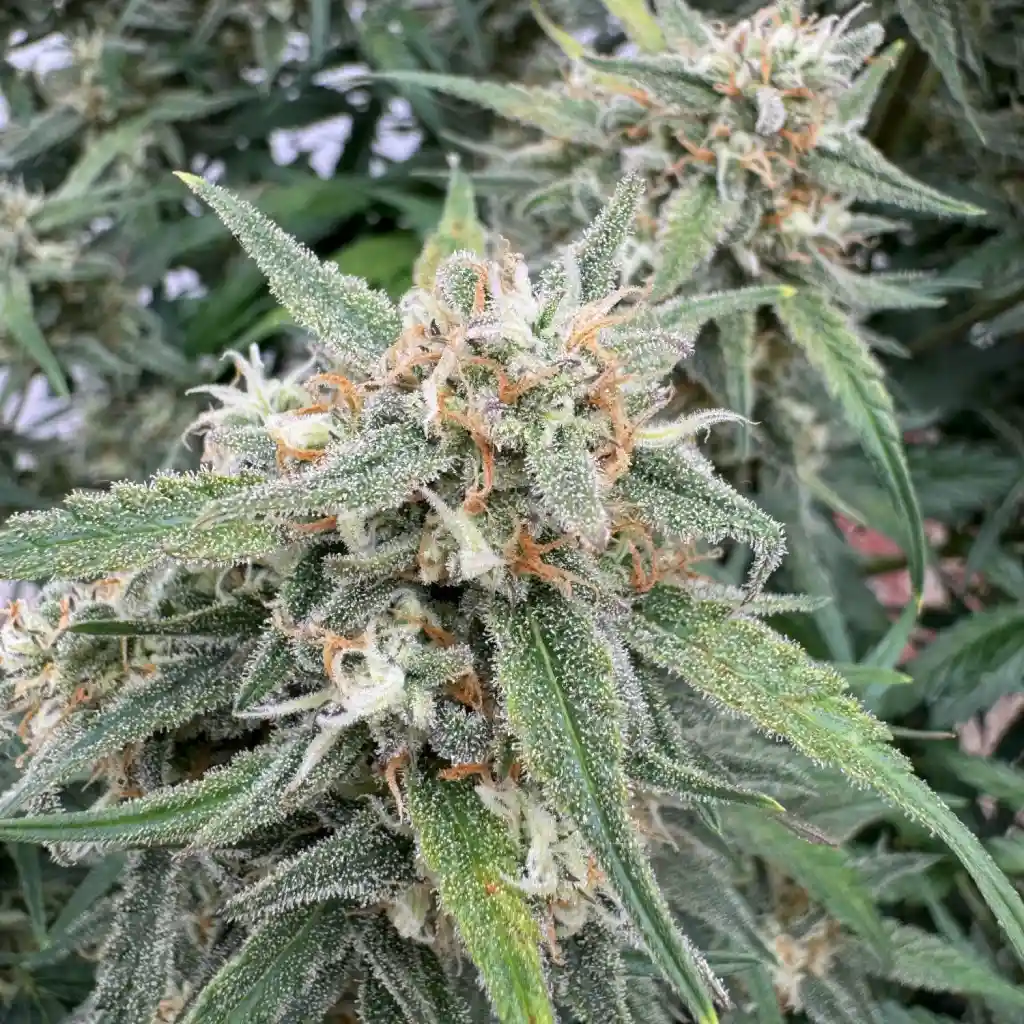 Close-up of an Amnesia Zkittlez Auto plant showcasing vibrant green leaves and resin-coated buds in early flowering stage.