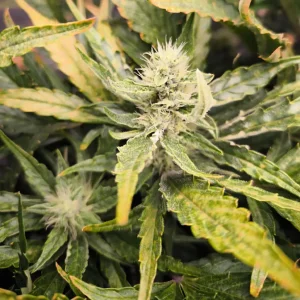 Apricot Auto Strain Grow Info