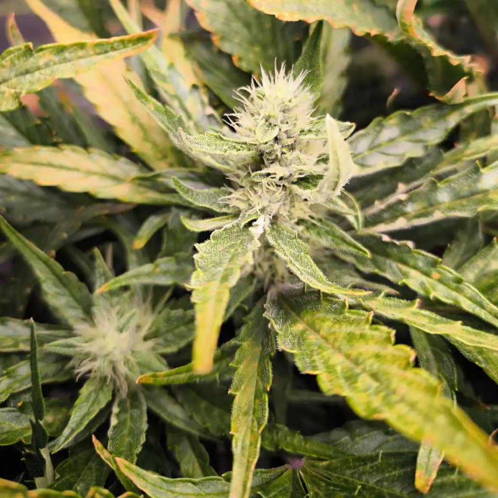 A developing Apricot Auto Strain bud covered in frosty trichomes, surrounded by healthy green leaves with a hint of golden coloration.