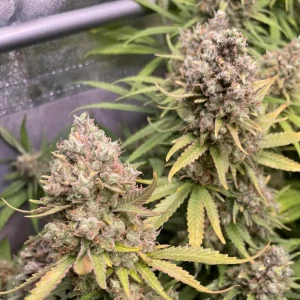 Barneys Mimosa EVO Grow Info