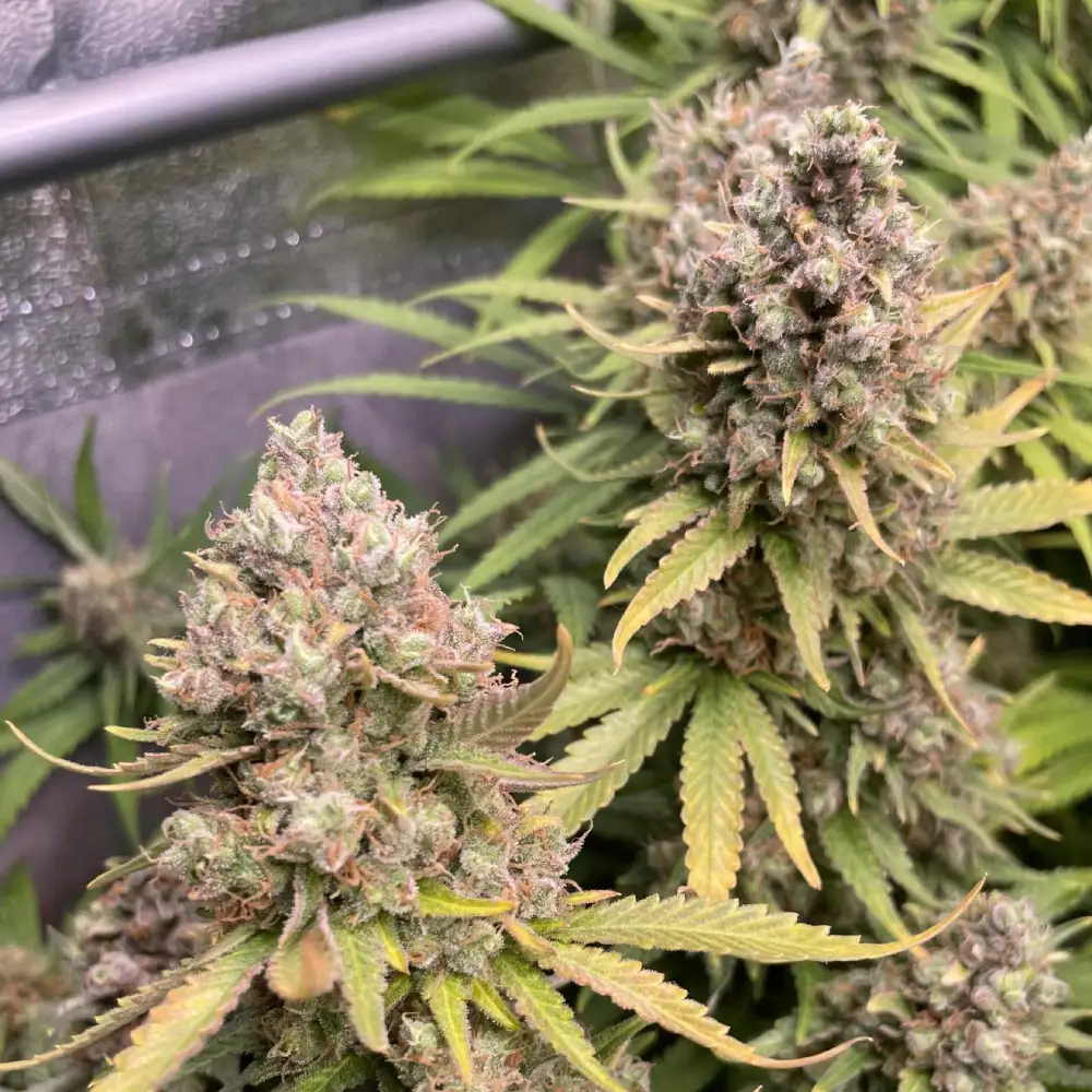 Barney's Mimosa EVO cannabis plant with dense buds, vibrant green sugar leaves, and light orange pistils in a grow tent