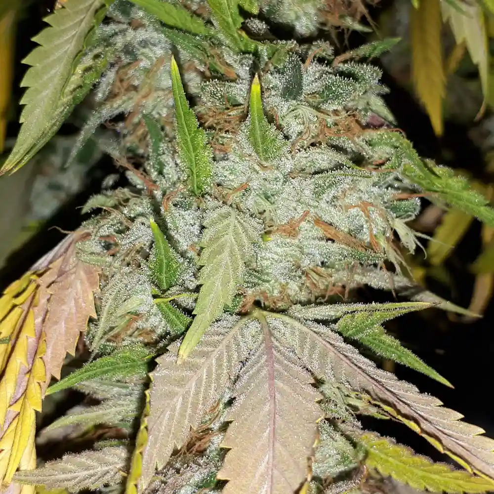 Big Bang cannabis plant with frosty trichome-coated buds, orange pistils, and light green and purple sugar leaves