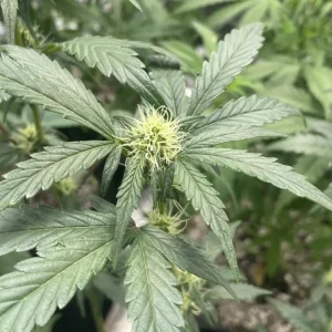 Blackberry Auto Strain Grow Info