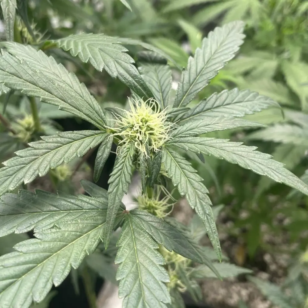 Close-up of a Blackberry Auto cannabis plant in early flowering, showcasing vibrant green leaves and developing buds with white pistils.