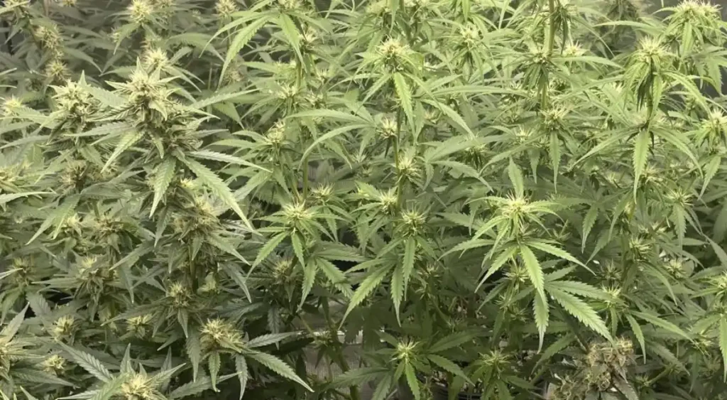 A group of Blackberry Auto cannabis plants growing in an indoor setup, featuring dense foliage and numerous flowering buds.