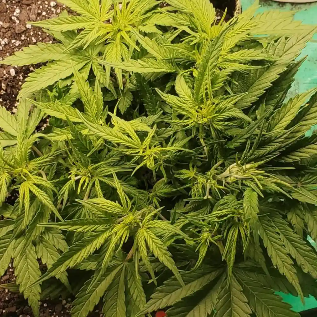 Top view of a thriving Californian Snow Auto cannabis plant in its vegetative phase, showcasing dense foliage and vibrant green leaves.