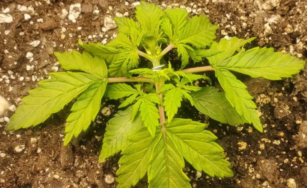 Close-up of a young Californian Snow Auto cannabis plant with vibrant green leaves, showing early signs of healthy growth in soil.