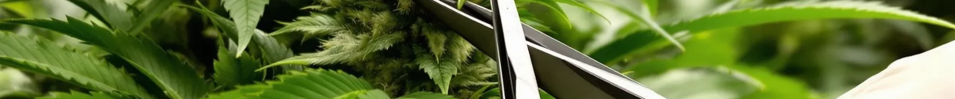 Topping a cannabis plant at the node with sterilized scissors in a grow room.