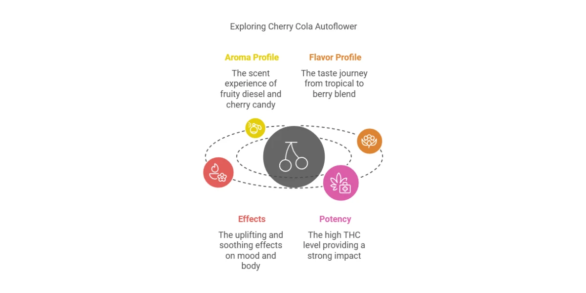 Characteristics of Cherry Cola Autoflower strain highlighting aroma, flavor, effects, and potency in an infographic with icons