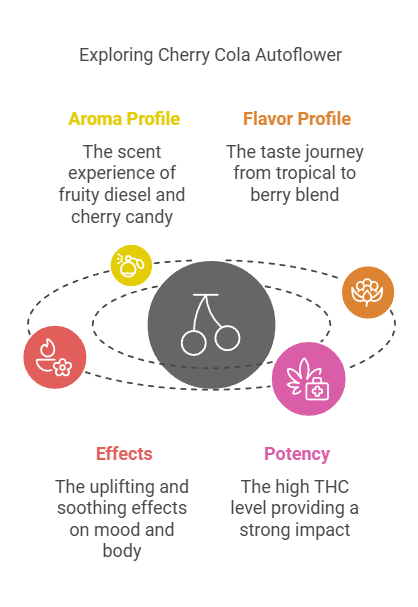 Characteristics of Cherry Cola Autoflower strain highlighting aroma, flavor, effects, and potency in an infographic with icons