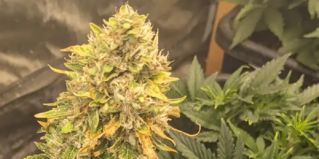 Cherry Cola Autoflower Grow Info