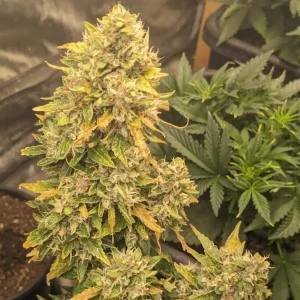 Cherry Cola Autoflower Grow Info