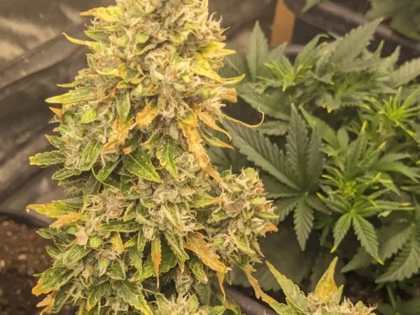 Cherry Cola Autoflower cannabis plant with dense buds, frosty trichomes, and green-yellow sugar leaves in a grow tent.