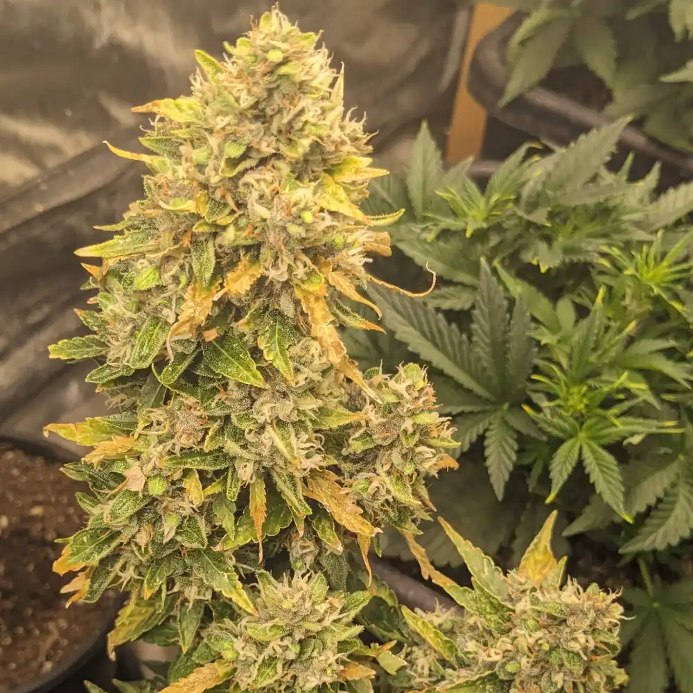 Cherry Cola Autoflower cannabis plant with dense buds, frosty trichomes, and green-yellow sugar leaves in a grow tent.