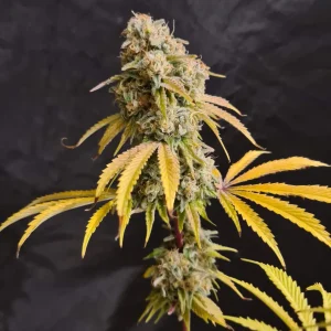 Cloud Walker Strain Grow Info