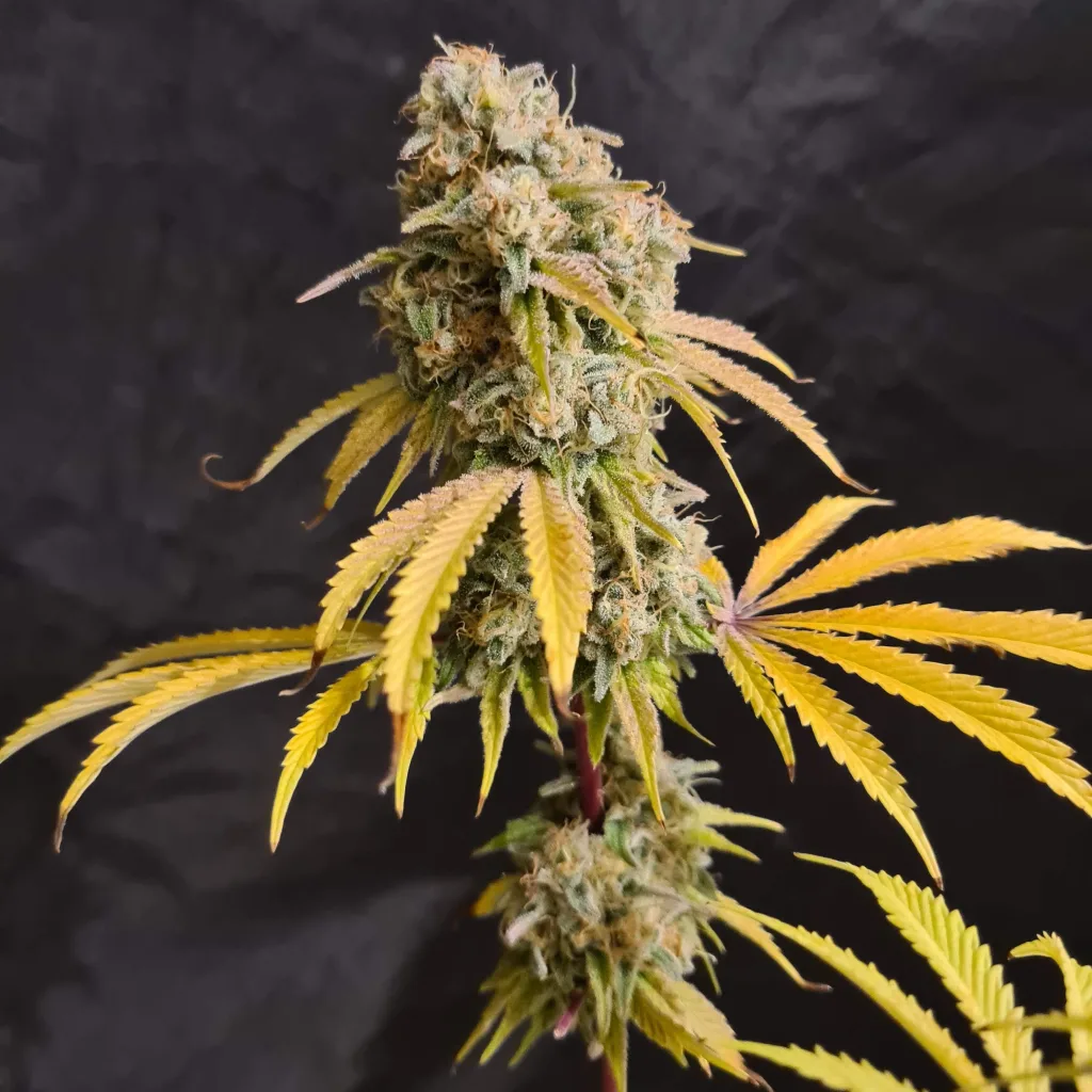 Close-up of a mature Cloud Walker Strain cannabis bud with frosty trichomes and yellow-tinged leaves against a dark background.