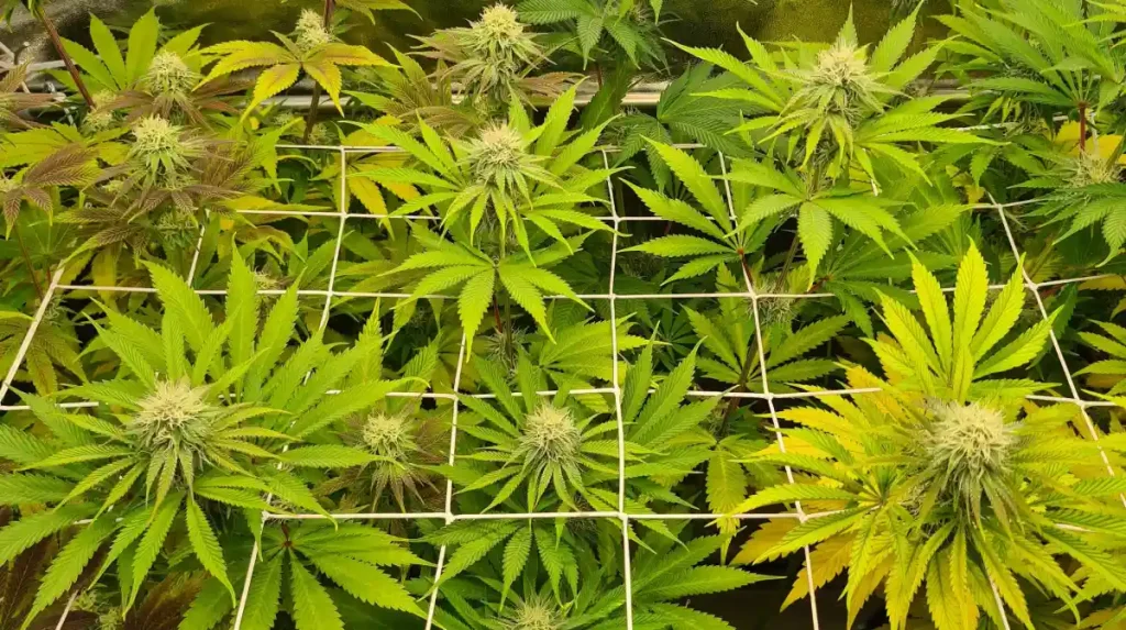 Indoor cultivation of Cloud Walker Strain cannabis plants with vibrant green leaves and buds supported by a trellis net.