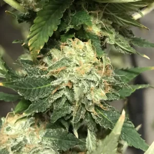 Crystal Meth Autoflower Grow Info