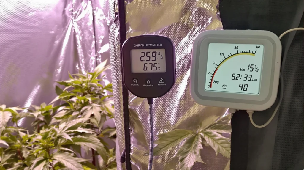 Hygrometer reading optimal humidity levels in a cannabis grow tent.