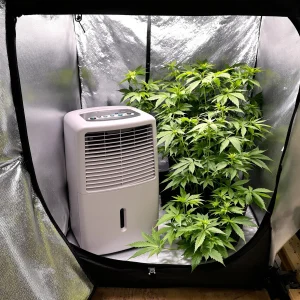 Should You Put a Dehumidifier in Your Grow Tent?