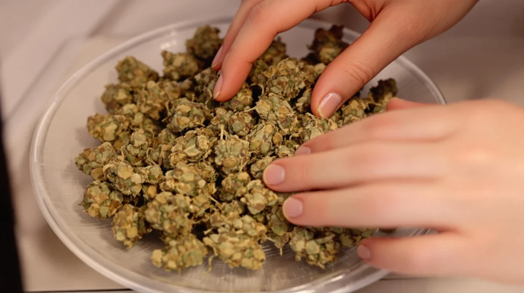 Cannabis buds being inspected after microwave drying, showcasing texture and dryness.