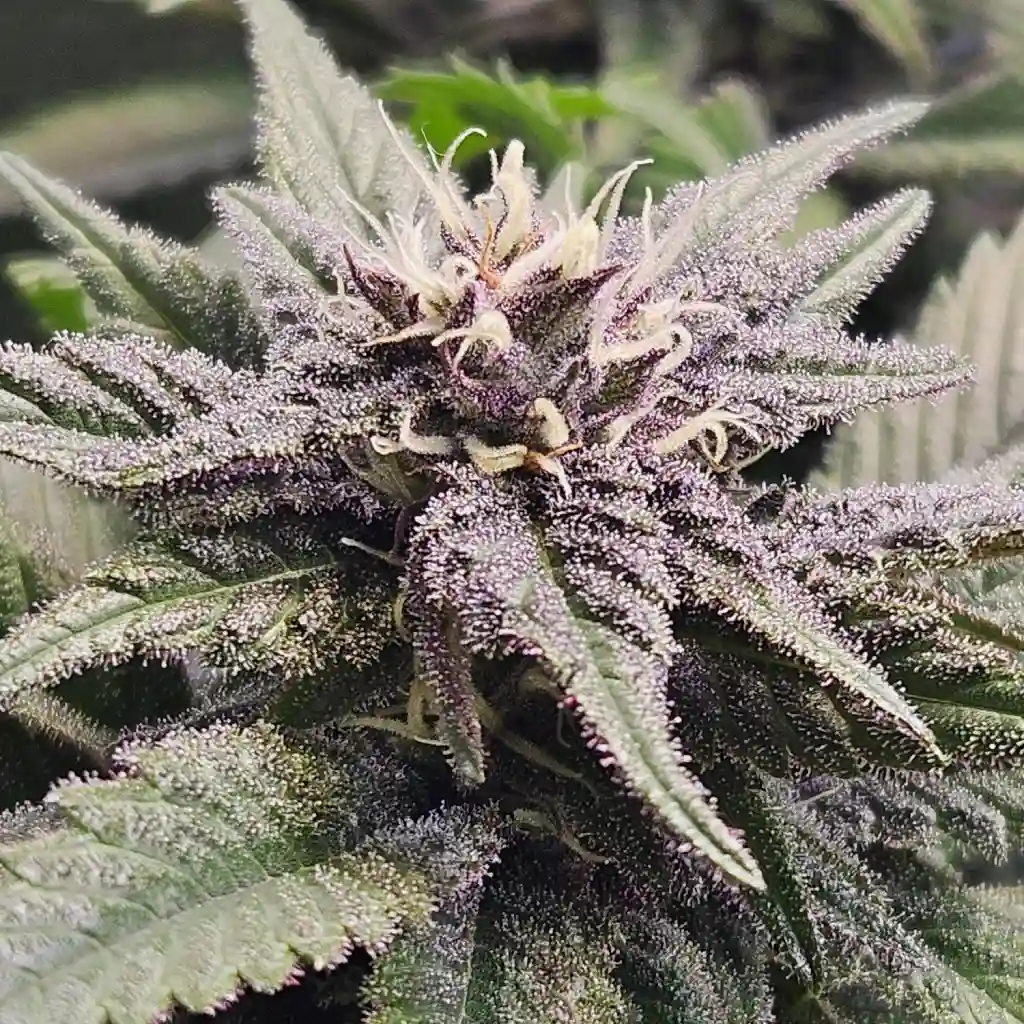 A canopy of Forbidden Runtz Auto plants showcasing vibrant green leaves and dense flowering tops in an indoor growing environment. Alt text for the second image: Close-up of a Forbidden Runtz Auto bud covered in frosty trichomes with purple hues and white pistils during flowering.